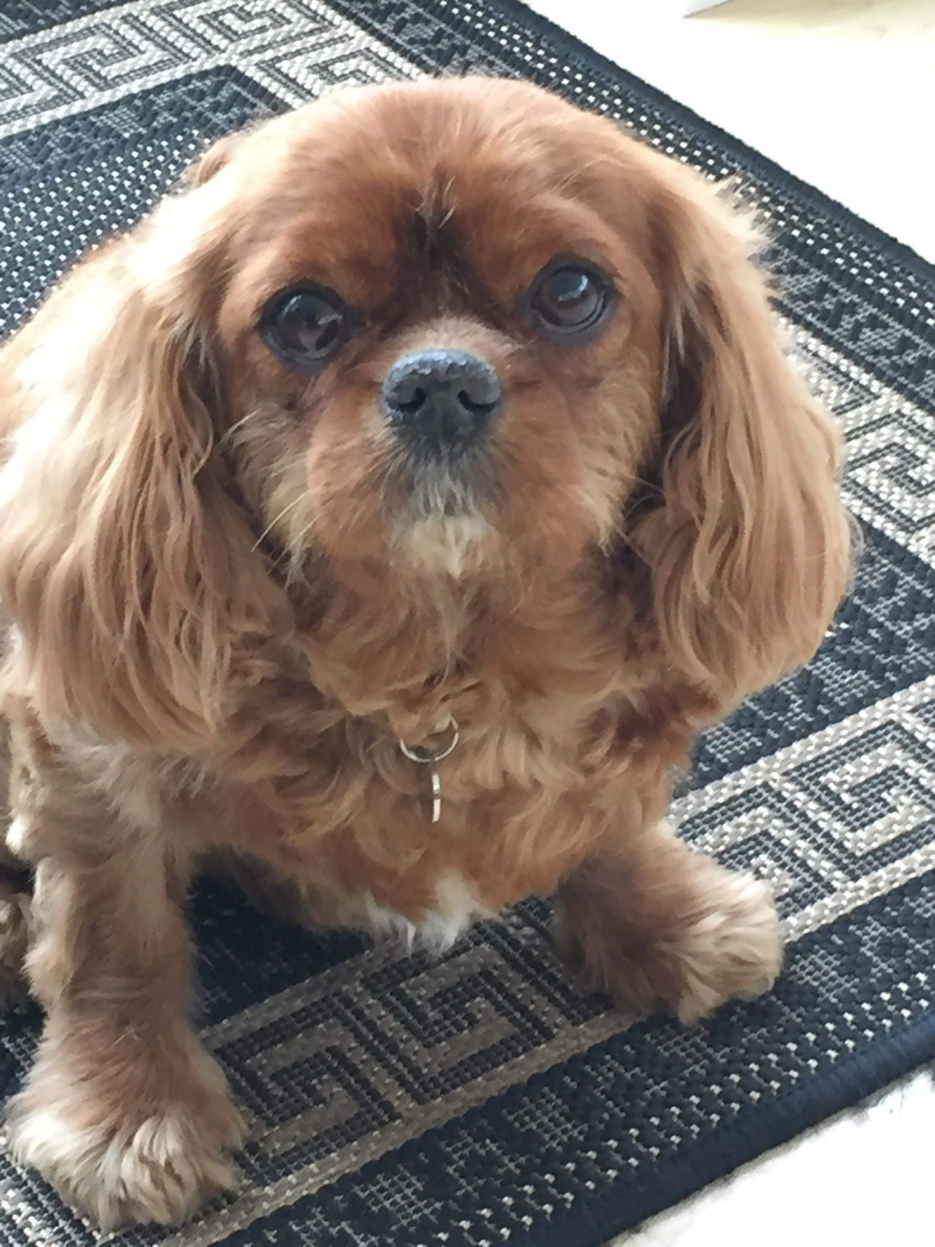Toby available for adoption