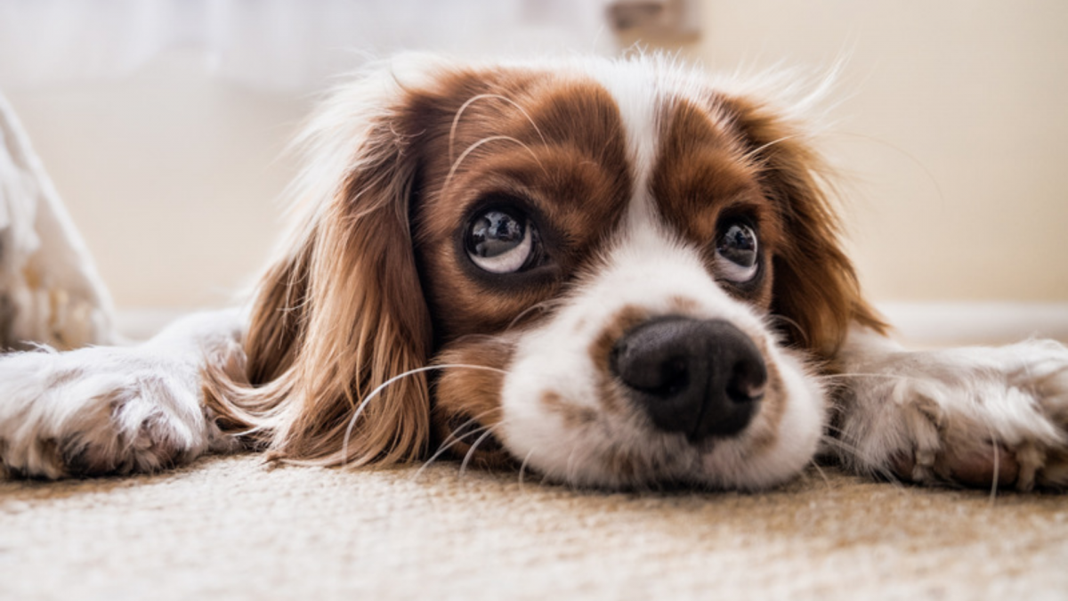 Cavalier King Charles looking depressed