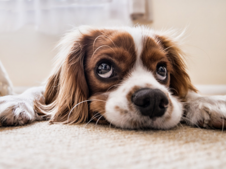 Cavalier King Charles looking depressed