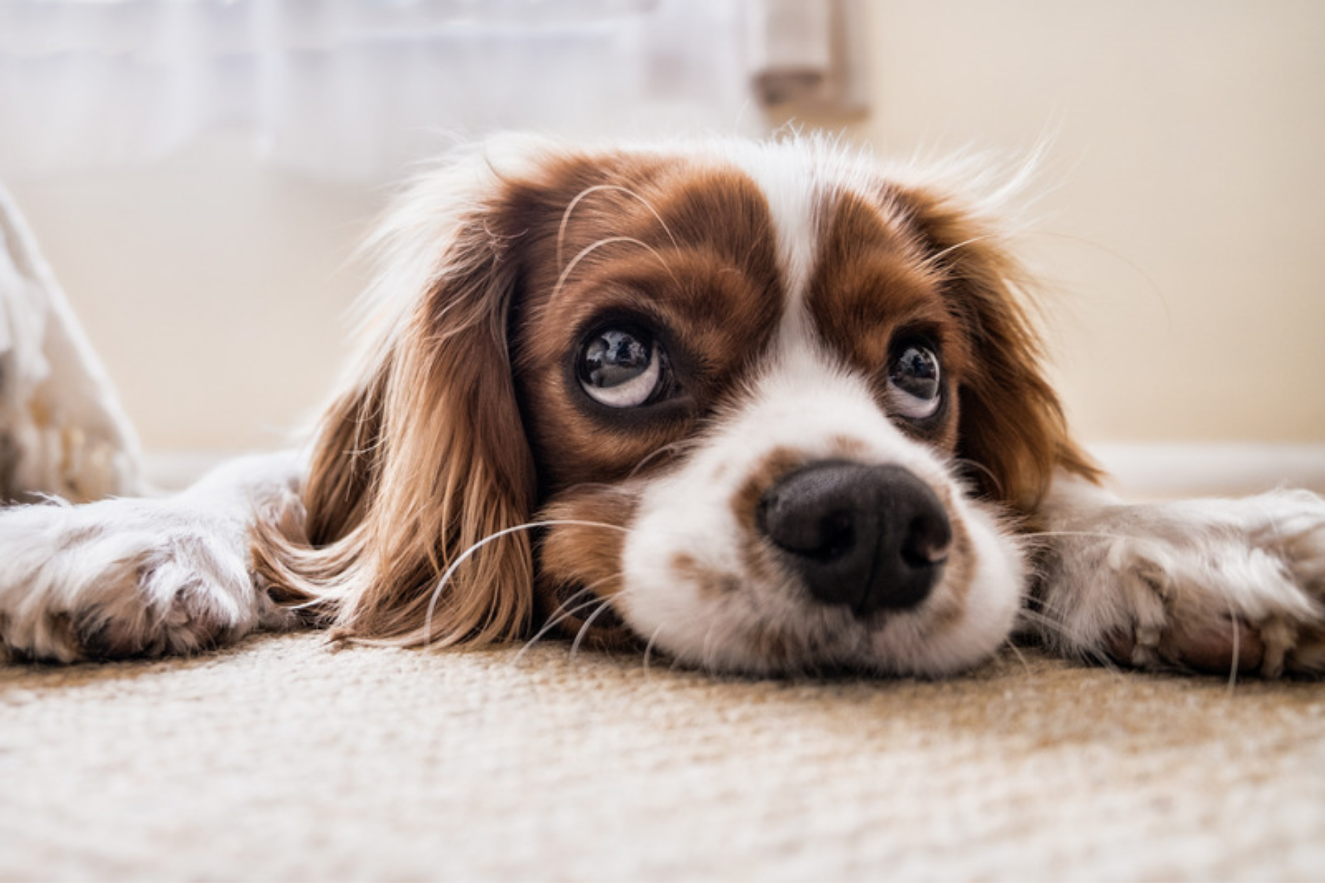 Cavalier King Charles looking depressed