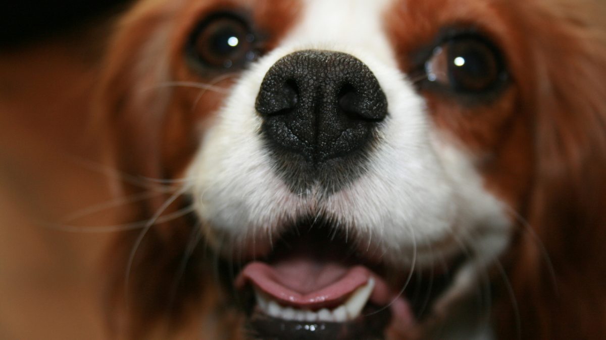 Blenheim Cavalier King Charles