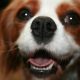 Blenheim Cavalier King Charles