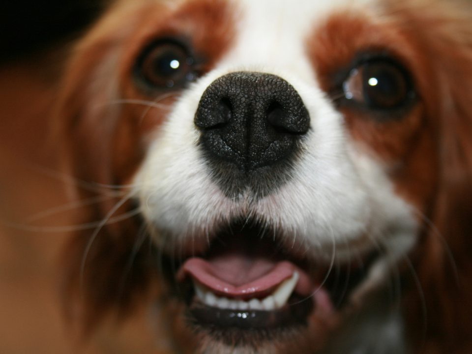 Blenheim Cavalier King Charles