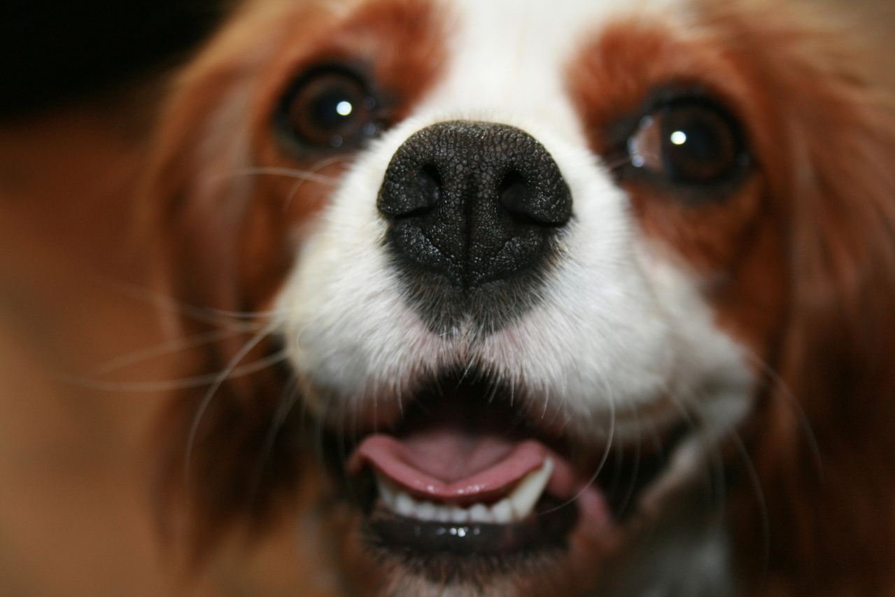 Blenheim Cavalier King Charles