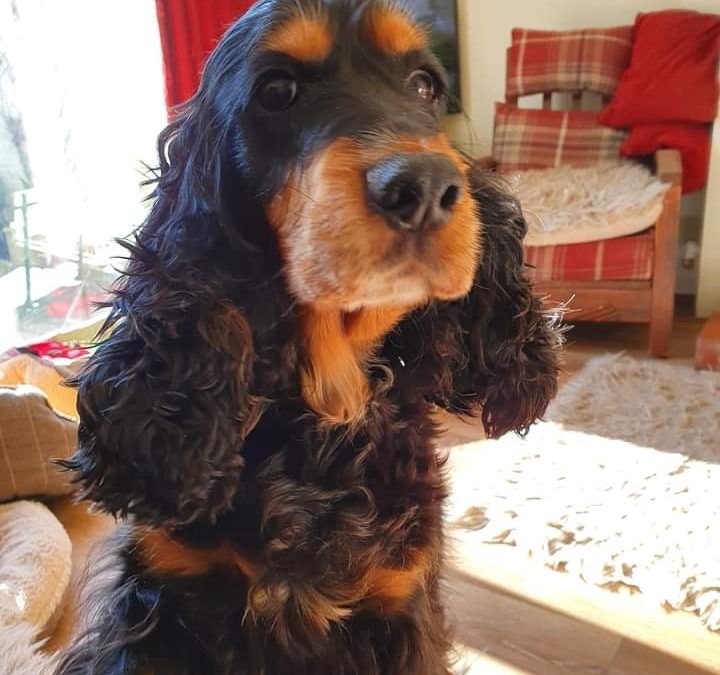 Eira Cocker Spaniel