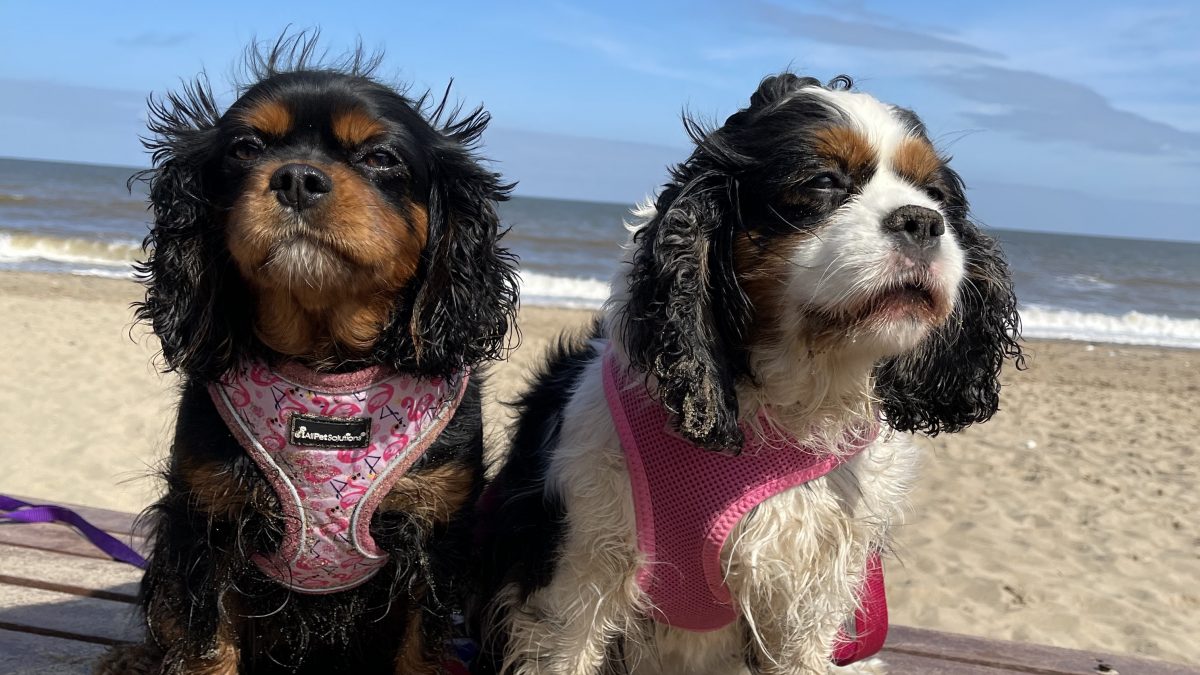 Annabelle and Aurora Cavaliers at the beach