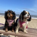 Annabelle and Aurora Cavaliers at the beach