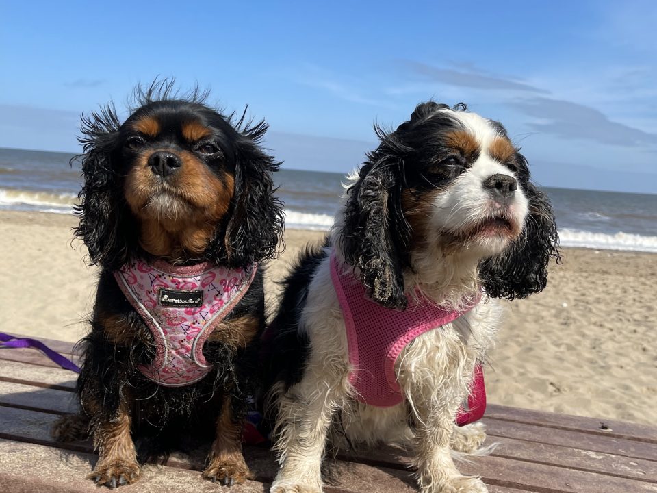 Annabelle and Aurora Cavaliers at the beach