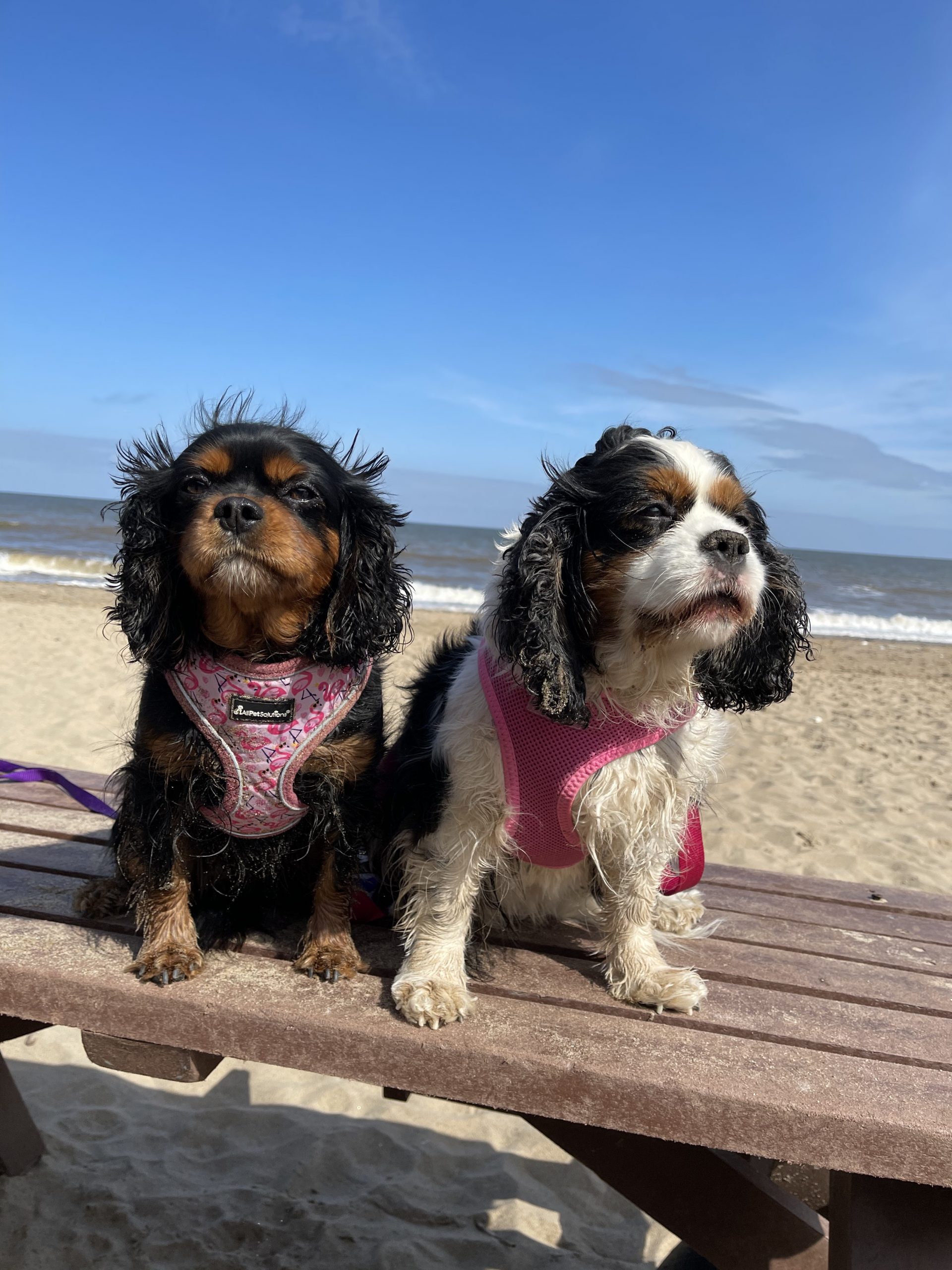 Annabelle and Aurora Cavaliers at the beach