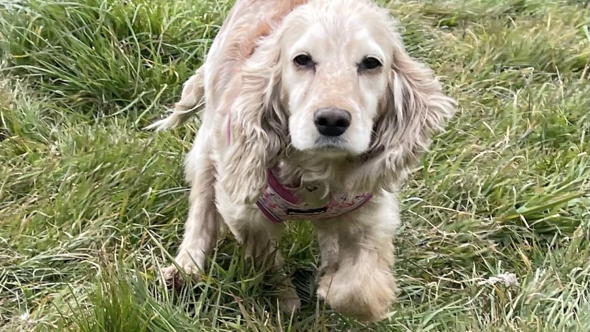 Lexi Cocker Spaniel