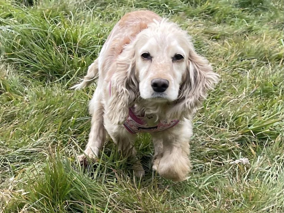 Lexi Cocker Spaniel