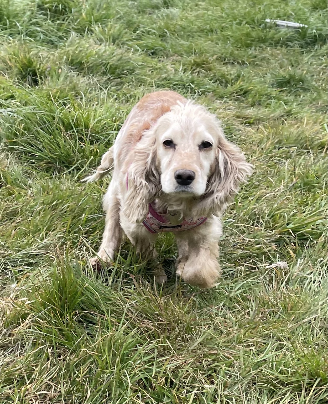 Lexi Cocker Spaniel