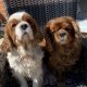 Milo and Luca Cavalier King Charles sitting on garden seat