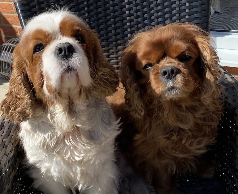 Milo and Luca Cavalier King Charles sitting on garden seat