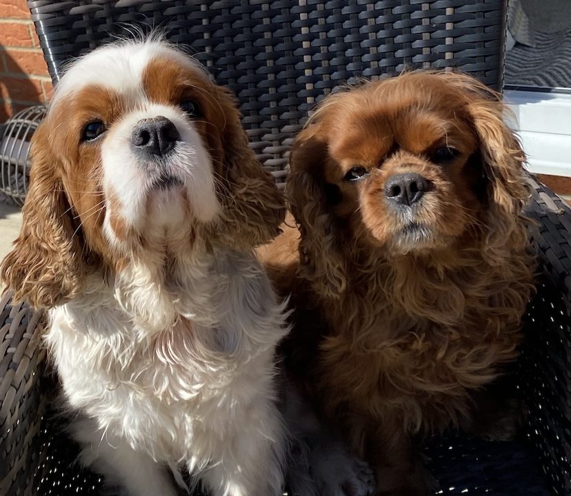 Milo and Luca Cavalier King Charles sitting on garden seat
