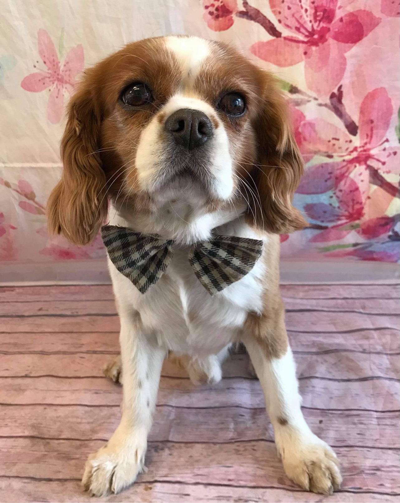 TJ Blenheim Cavalier King Charles