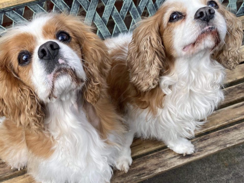 Henry and Amber Blenheim Cavaliers