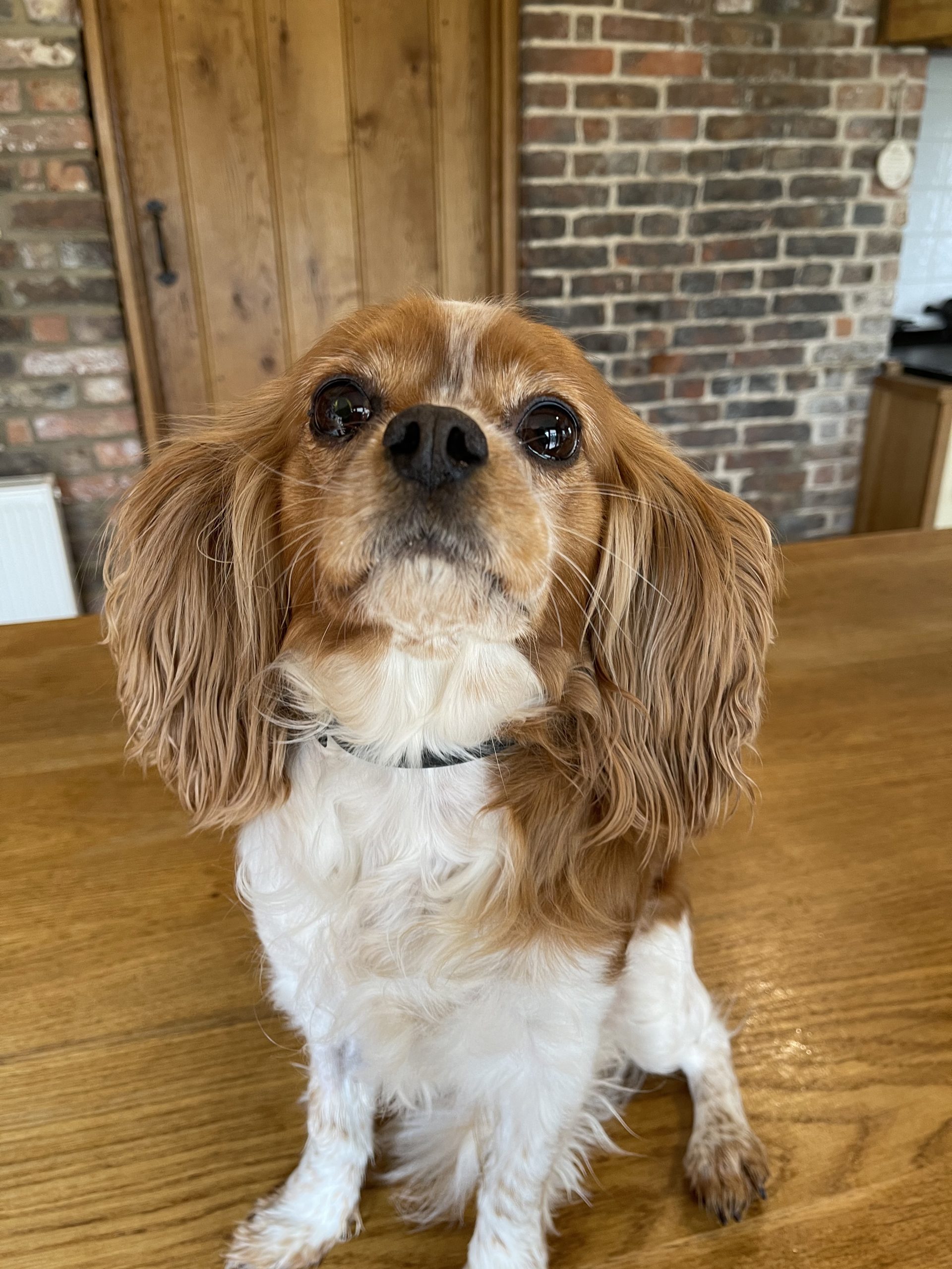 Ruby looking for her forever home