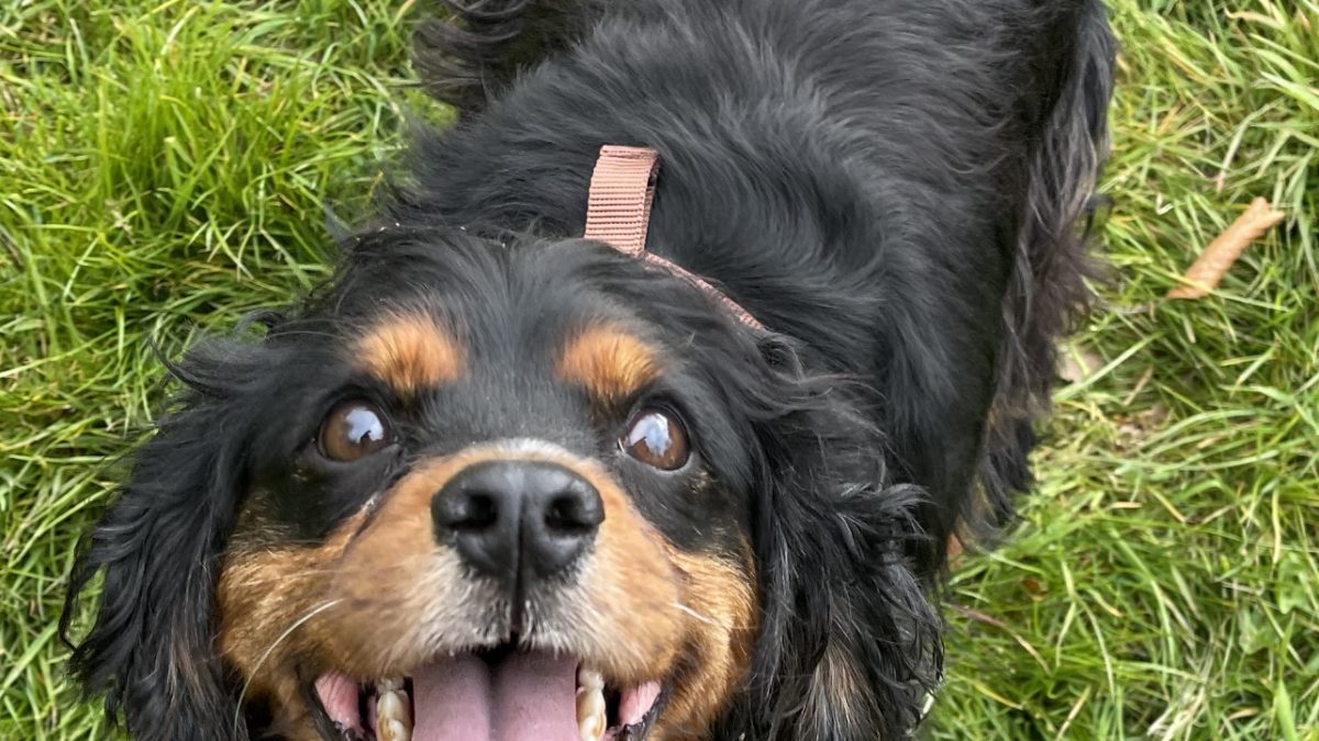 Duke Cavalier King Charles Spaniel on grass