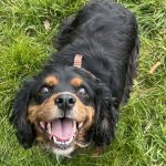 Duke Cavalier King Charles Spaniel on grass