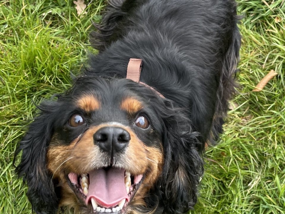 Duke Cavalier King Charles Spaniel on grass