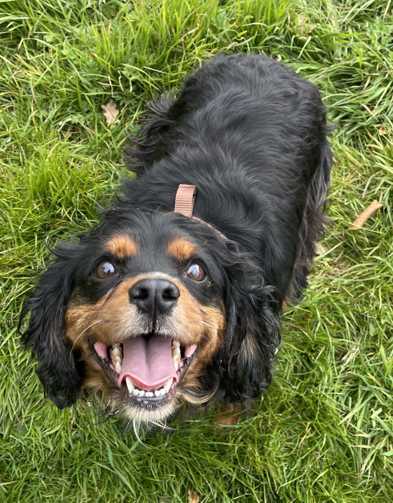 Duke Adopted Bliss Cavalier Rescue