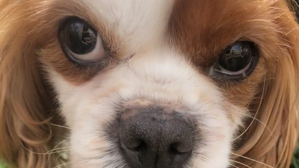 Flora the Cavalier King Charles Spaniel with Cushings disease