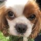 Flora the Cavalier King Charles Spaniel with Cushings disease