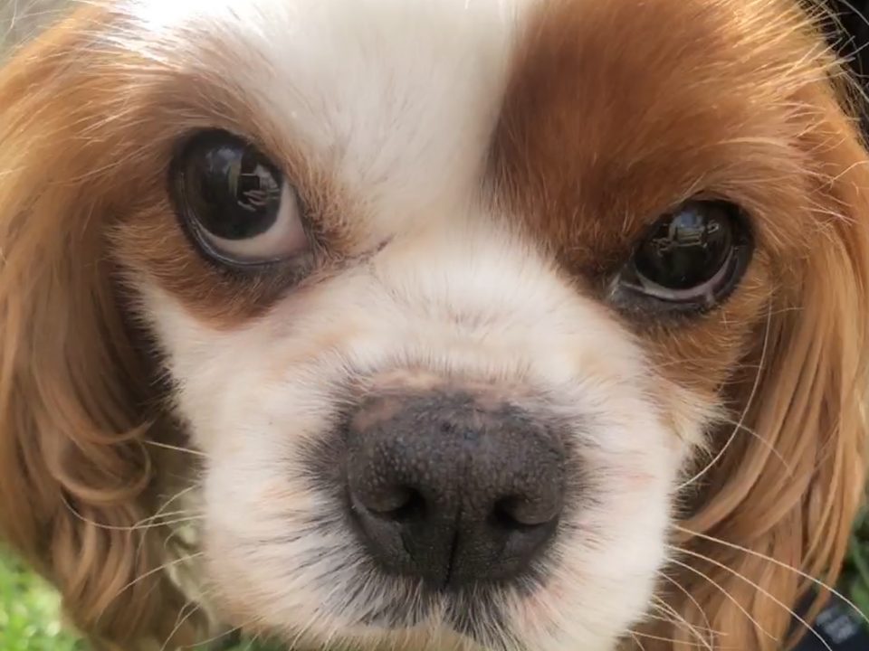 Flora the Cavalier King Charles Spaniel with Cushings disease