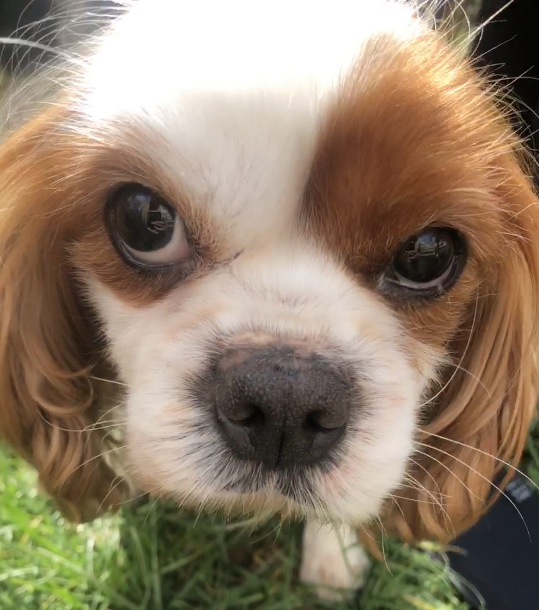 Flora the Cavalier King Charles Spaniel with Cushings disease
