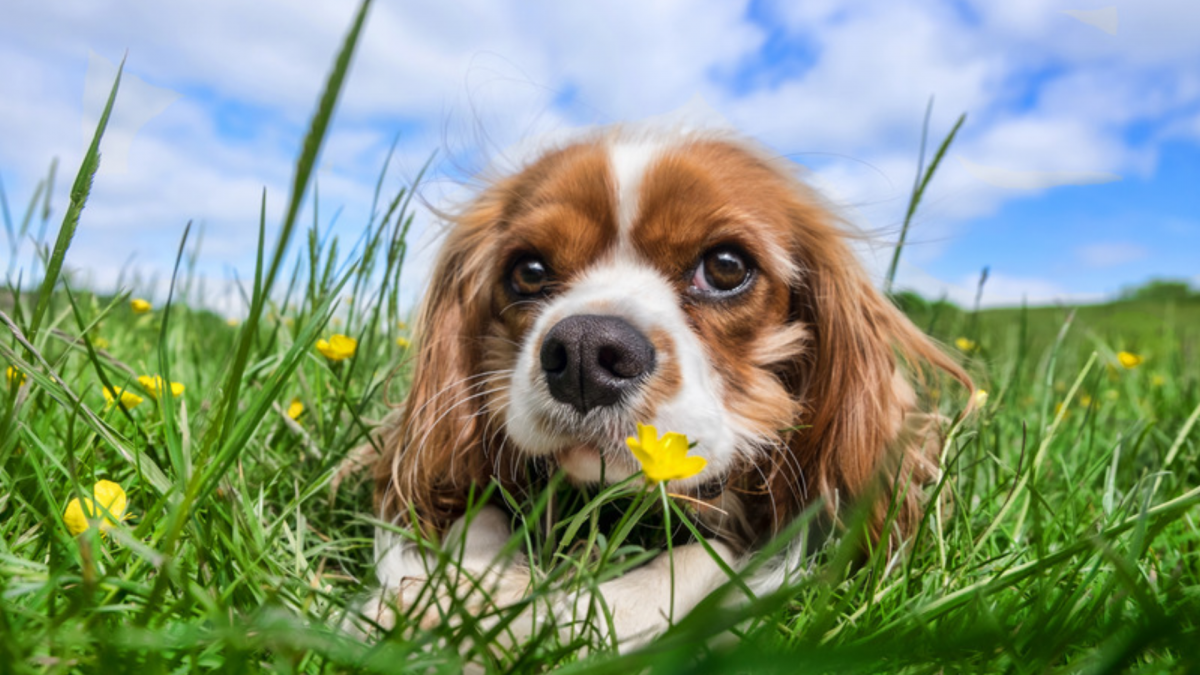 Blenheim Cavalier with dandelions