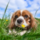 Blenheim Cavalier with dandelions