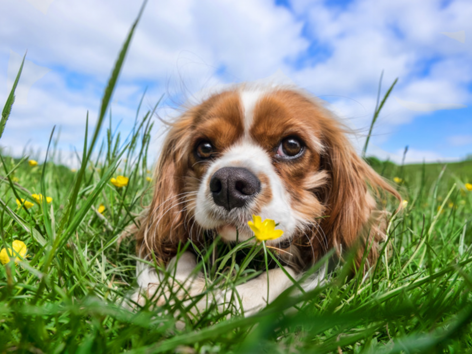 Blenheim Cavalier with dandelions