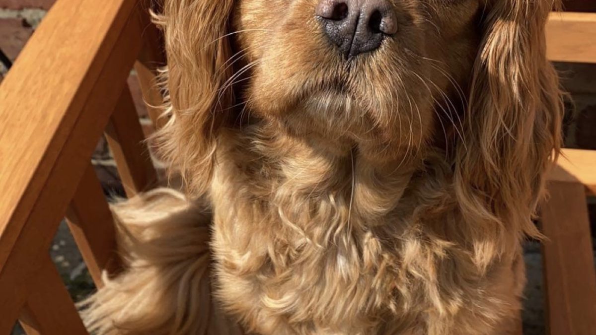 Ruby Cavalier King Charles Spaniel Maisie