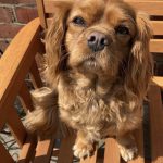 Ruby Cavalier King Charles Spaniel Maisie