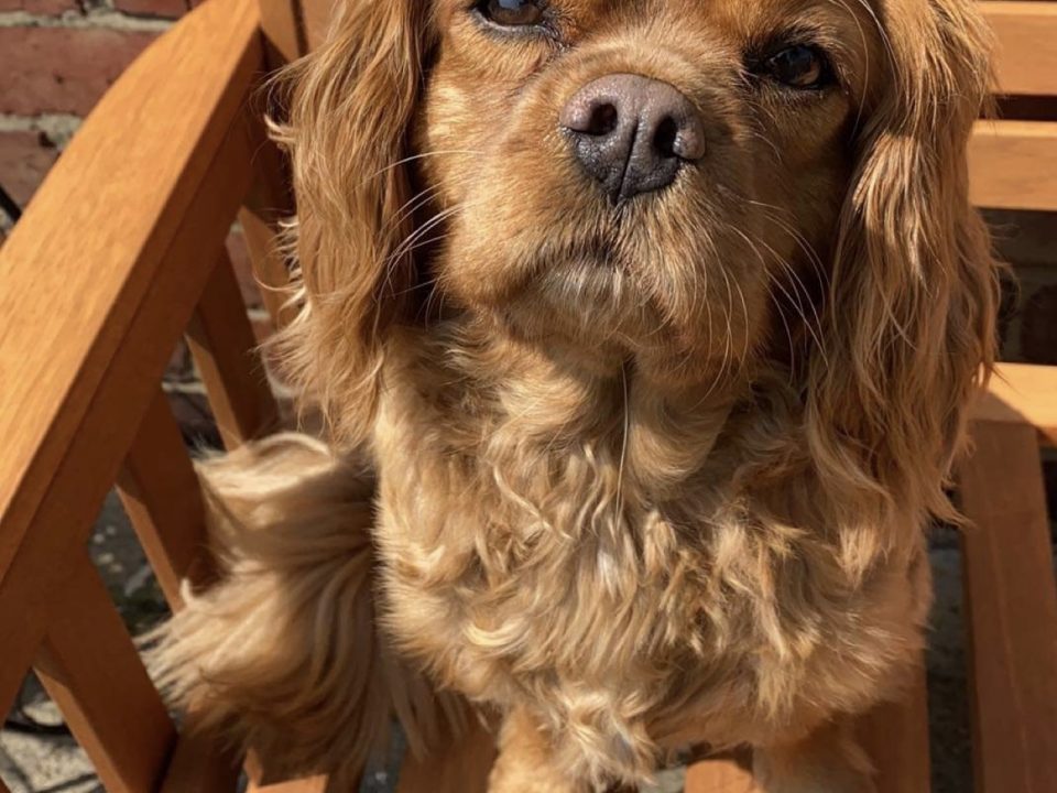 Ruby Cavalier King Charles Spaniel Maisie