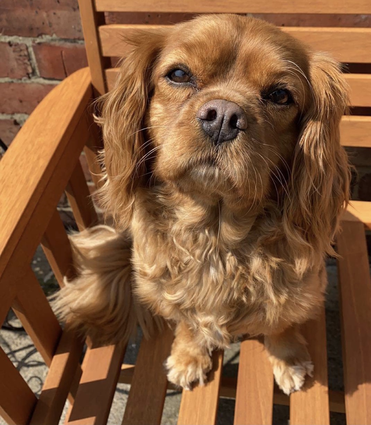 Ruby Cavalier King Charles Spaniel Maisie