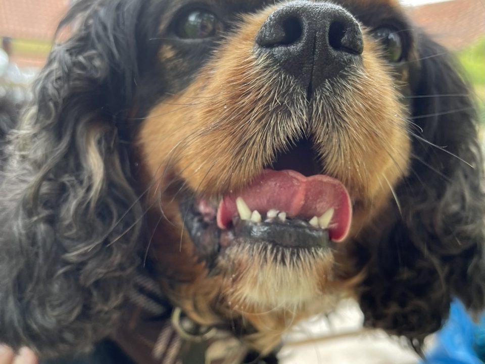 Monty Cavalier black and tan