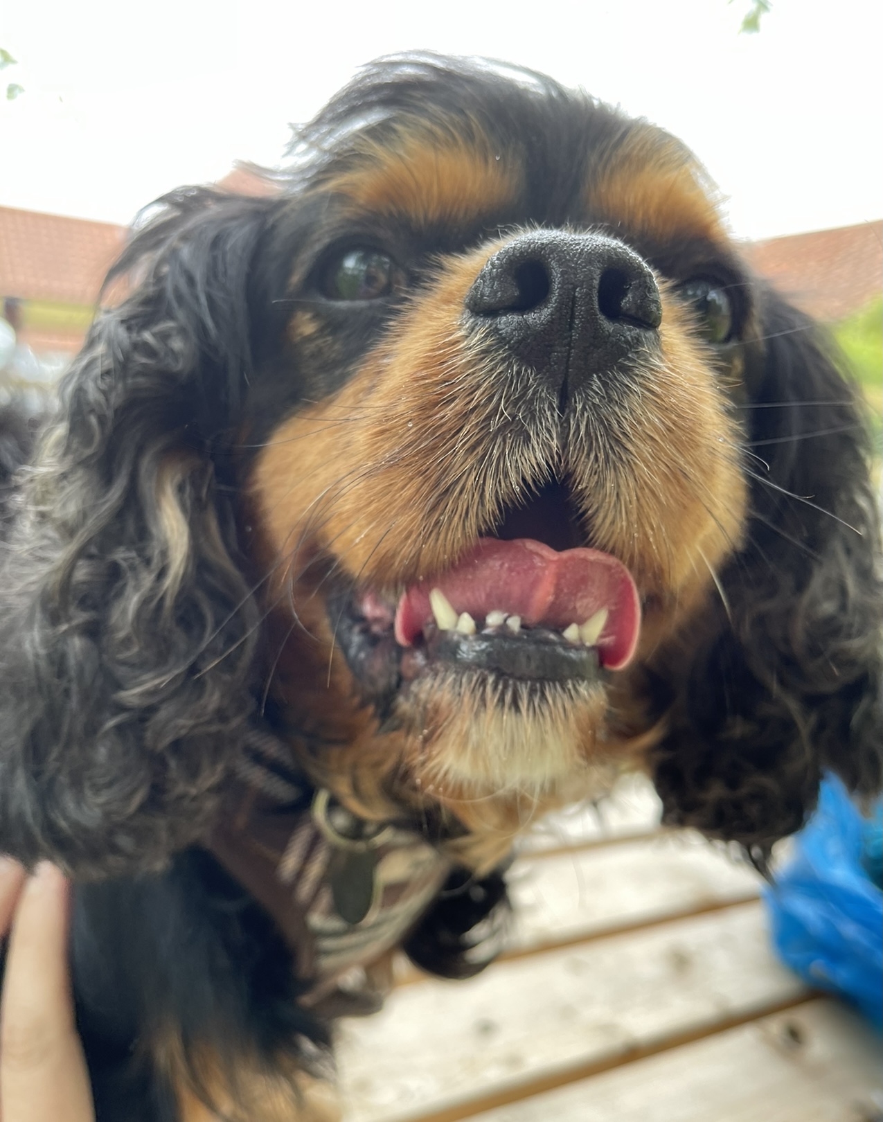 Monty Cavalier black and tan