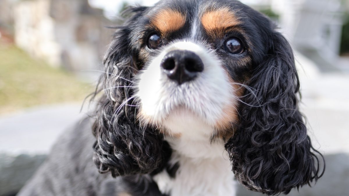 Tricolour Cavalier King Charles Spaniel