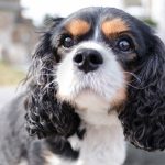 Tricolour Cavalier King Charles Spaniel