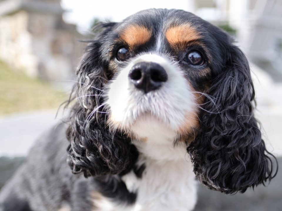 Tricolour Cavalier King Charles Spaniel