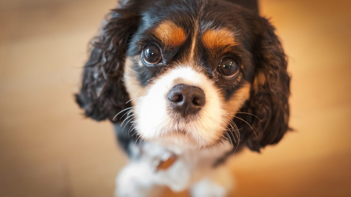 Tricolour Cavalier King Charles Spaniel