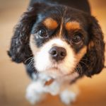 Tricolour Cavalier King Charles Spaniel