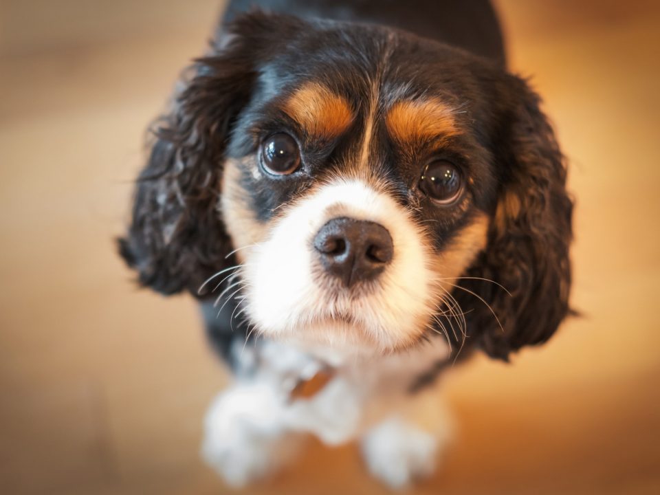 Tricolour Cavalier King Charles Spaniel