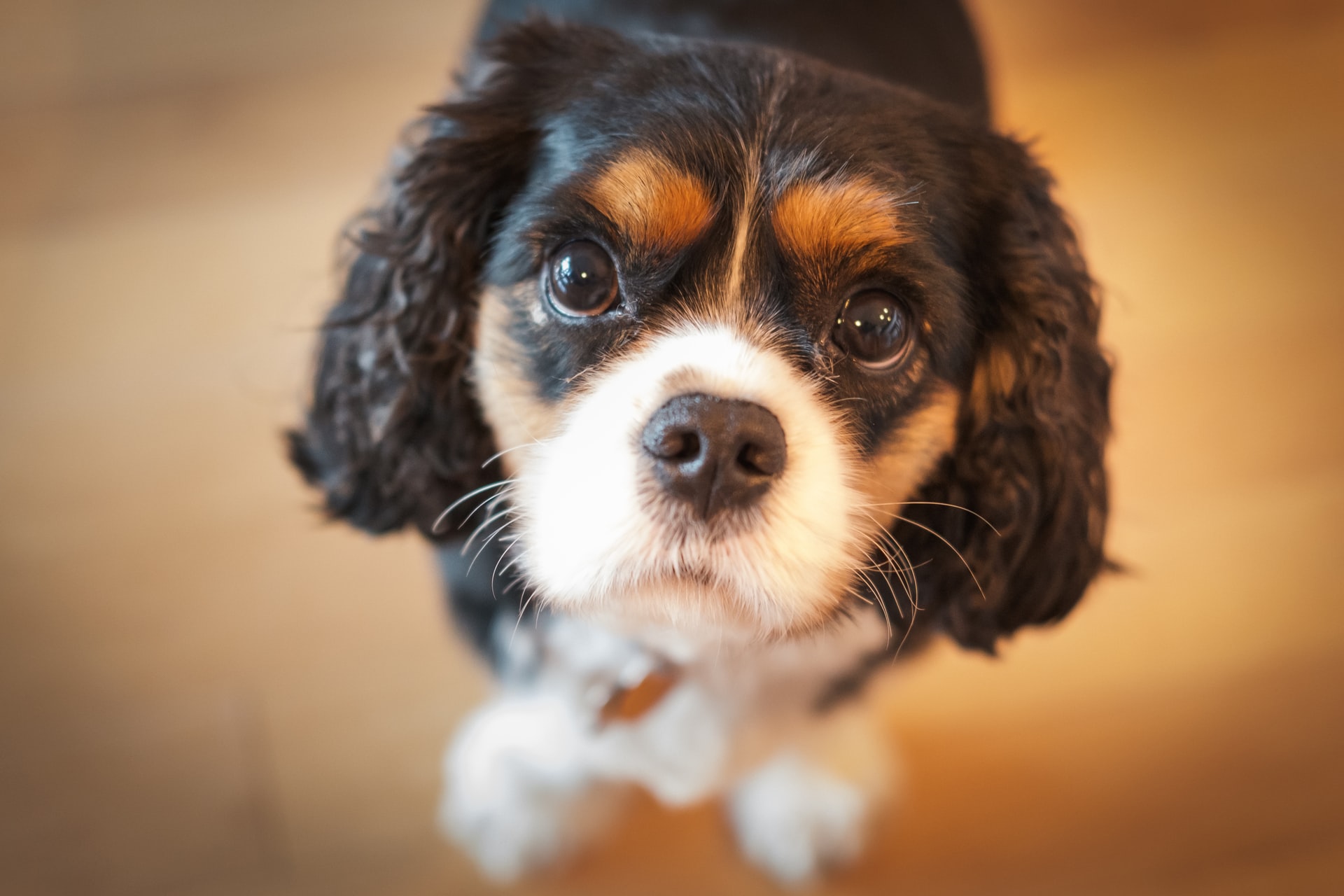 Tricolour Cavalier King Charles Spaniel