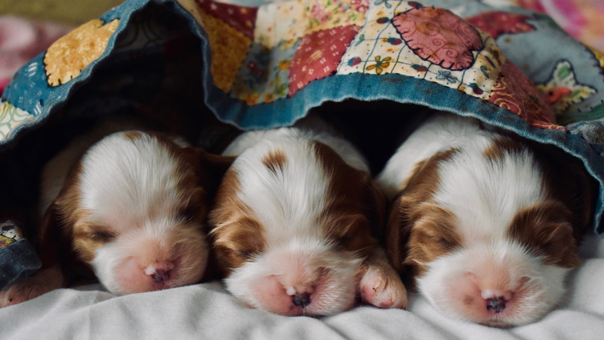 Blenheim Cavalier King Charles puppies