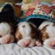 Blenheim Cavalier King Charles puppies