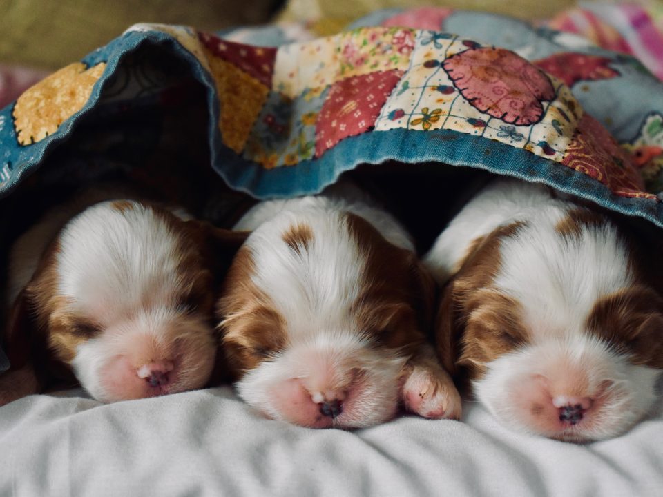 Blenheim Cavalier King Charles puppies