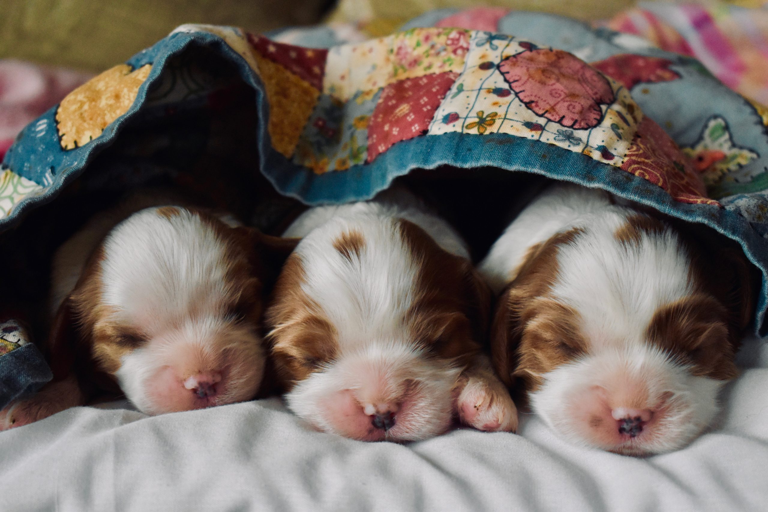 Blenheim Cavalier King Charles puppies